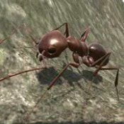 蚂蚁模拟器3DAnt Simulation 3D无广告安卓游戏