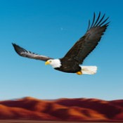 鸟类模拟器Bird Racing Simulator: Eagle Race Game安卓中文免费下载