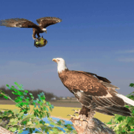 老鹰模拟游戏3DEagle Simulator Game 3D客户端下载
